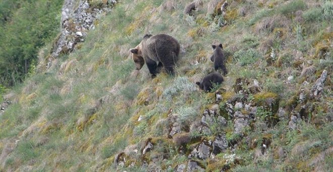 Cantabria participará en el primer censo simultáneo del oso pardo en la cordillera Cantábrica