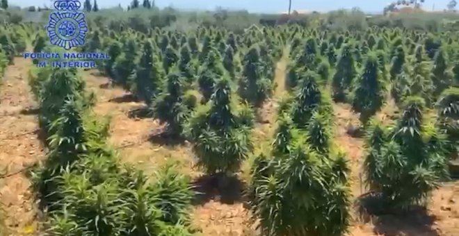 Policía Nacional encuentra dos bancales con unas 2.000 plantas de marihuana en Cartagena