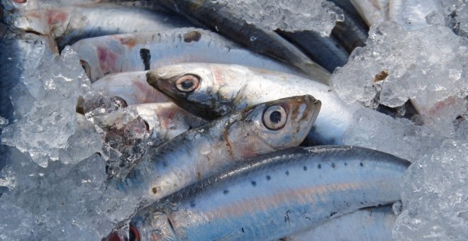 Más de la mitad de las sardinas y anchoas del Mediterráneo occidental tienen microplásticos en los intestinos