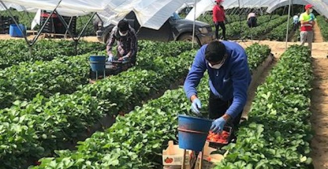 Un detenido en Toledo por reclutar a trabajadores para el campo mediante engaños