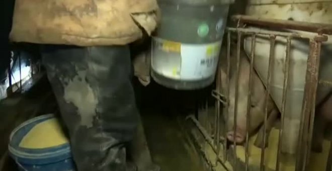 China advierte del riesgo de una nueva pandemia de origen porcino