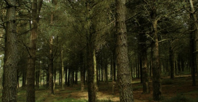 Más del 80% de la superficie forestal de España no cuenta con un plan de ordenación