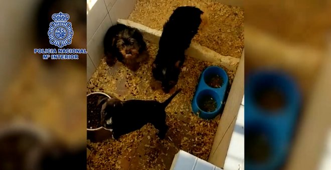 La policía desmantela un criadero ilegal de perros y rescata 17 cachorros