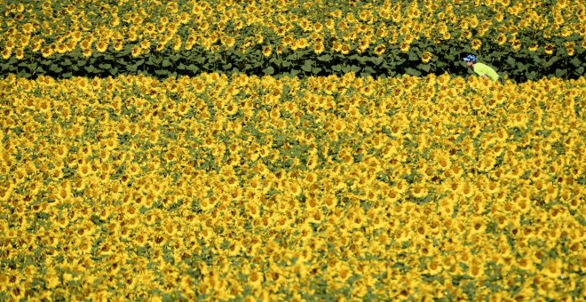 Pedaladas en un mar de girasoles