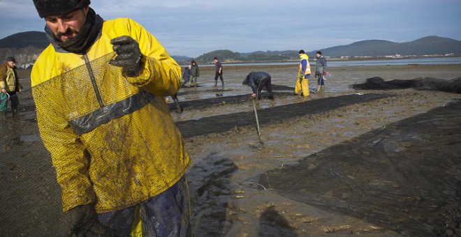 Levantada la veda para la extracción y comercialización de moluscos bivalvos al remitir la 'marea roja'