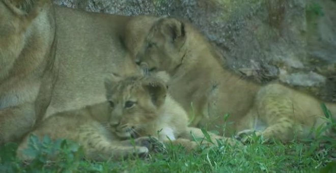 Un zoo de Roma presenta a dos leonas nacidas durante el confinamiento