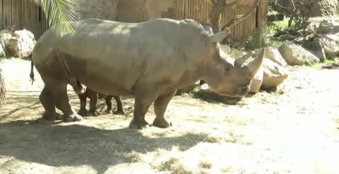 Nace un rinoceronte blanco en cautividad en Chile