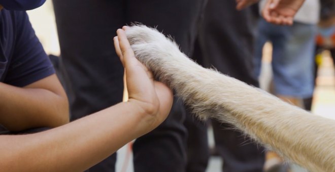 Perros de terapia ayudan a niños tutelados a superar el confinamiento