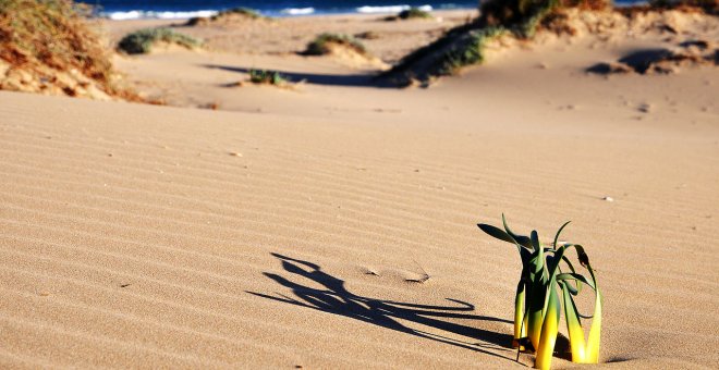 Cómo será el acceso a las playas de Alicante este verano