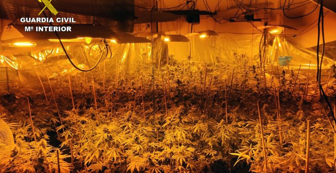 La Guardia Civil desmantela un invernadero de marihuana con más de 200 plantas en Fortuna