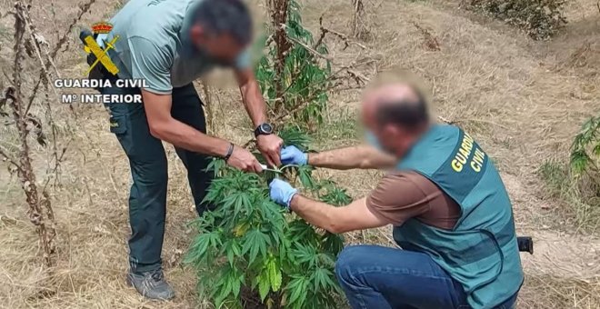 Desmantelada una plantación de marihuana en una isla en la confluencia de los ríos Duero y Pisuerga