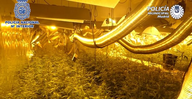 Detenido por cultivar marihuana en las casas deshabitadas de sus vecinos