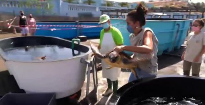 Vuelve al mar una tortuga boba rescatada en Fuerteventura