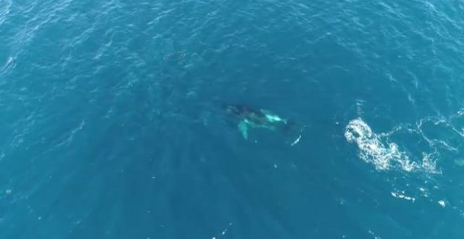 El impresionante ataque de una manada de orcas a una ballena jorobada y su cría