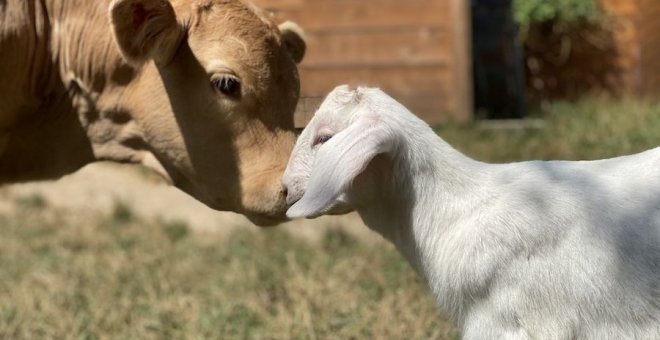 La ternera Amalia y el cabrito Borges, amigos inseparables