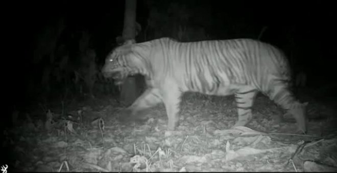 Dos tigres regresan al sur de Tailandia cuatro años depués