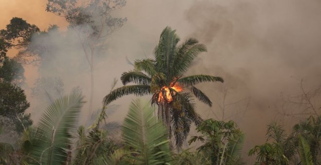 Una dieta sana que evita destruir bosques y que cuida nuestra salud   