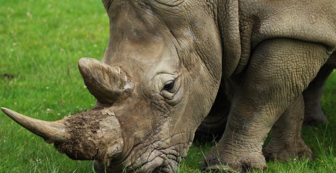 La caza furtiva de rinocerontes cae un 53% en Sudáfrica por el coronavirus