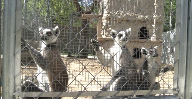 Primadomus acoge 12 lémures intervenidos por la Guardia Civil