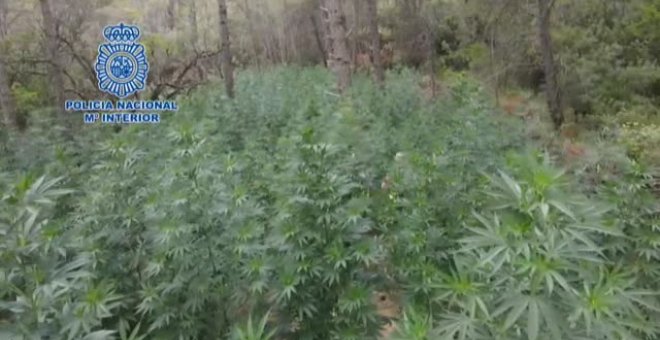 Desmantelada la cuarta plantación de marihuana, en lo que va de año, en los bosques de Huesca