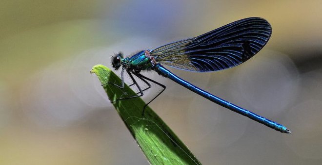 Aire Libre de Agosto: caballitos del diablo, naturaleza nocturna y concursos fotográficos