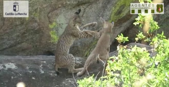 C-LM notifica 29 camadas y nacimiento de 90 cachorros de lince