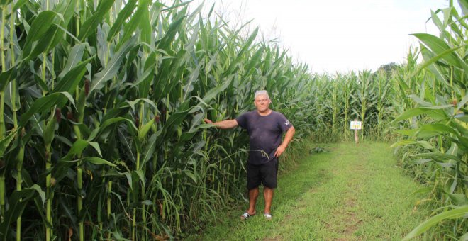Un gigante laberinto de maíz para perderse en Cantabria en época de COVID