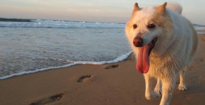 La vida perruna en las playas de Cantabria