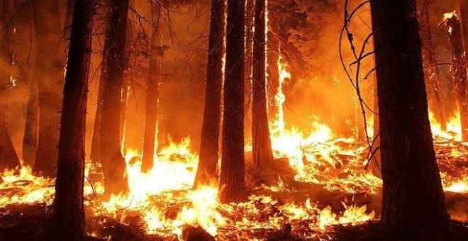 Frente a los grandes incendios, los ingenieros de Montes reclaman una selvicultura sostenible