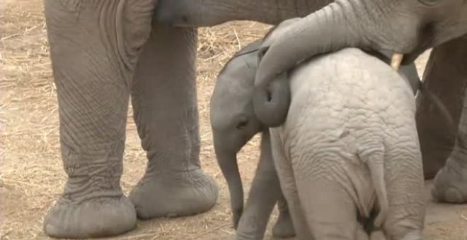 Nacen dos elefantes en un zoo de México