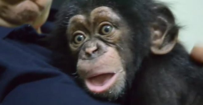 Una familia de chimpancés del zoo de Valencia adopta a una cría repudiada por su madre