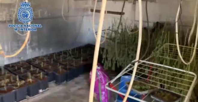 Detenida una mujer que tenía 1200 plantas de marihuana en su chalé