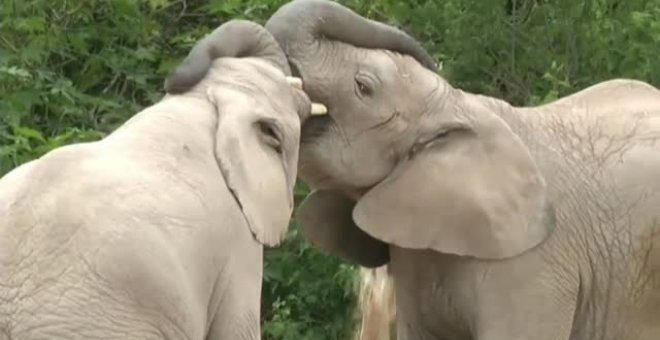 Nacen dos crías de elefante africano en un zoo de México