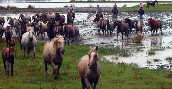 Caballos y mosquitos: el virus del valle del Guadalquivir