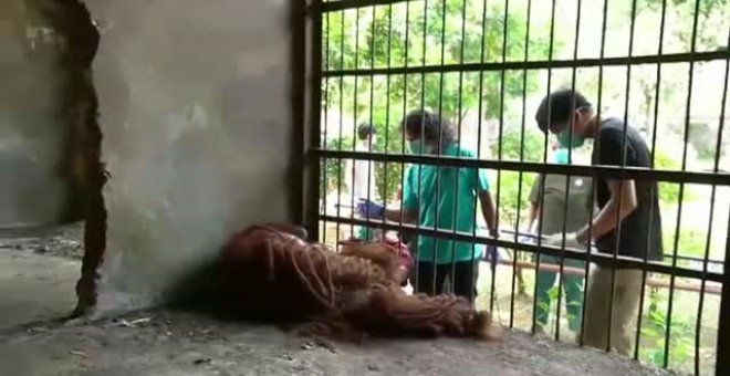 Rescatados de una muerte segura dos orangutanes de Borneo