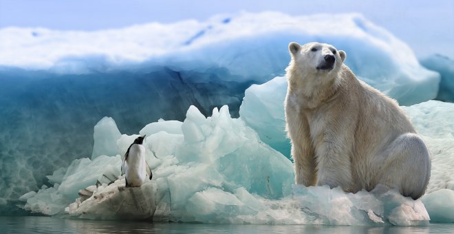 Los osos polares se extinguirán en 80 años por la crisis climática si no se para el calentamiento global