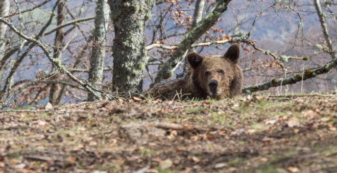 Cantabria participará en el primer censo genético de la población de oso pardo en España