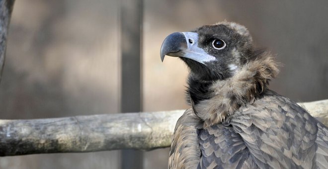 Cierra el zoo de Jerez tras el positivo de dos aves en virus del Nilo