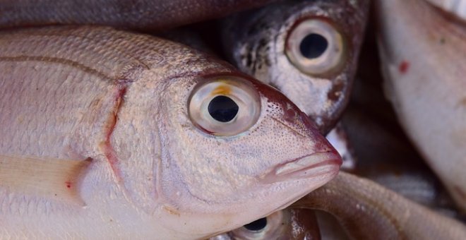 Pato confinado - ¿Cómo evitar que nos den gato por liebre con el pescado fresco?