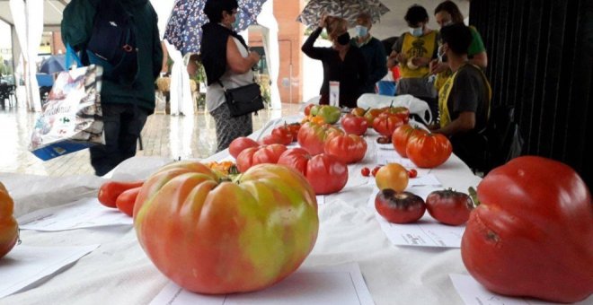 El tomate de Abanillas, elegido el mejor tomate de España en la Feria Nacional del Tomate