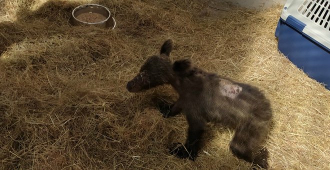 Trasladan a Cantabria a la osezna recogida hace unos días en Somiedo