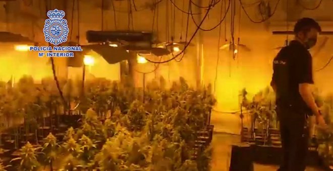 Desmantelada una plantación de marihuana "indoor"