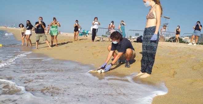 Les tortugues babaues abracen el litoral metropolità