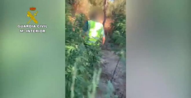Detenido uno de implicados en el tiroteo a tres guardias civiles que descubrieron una plantación de marihuana