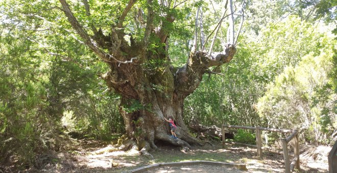 'Los castaños centenarios', una ruta accesible en la Peña de Francia