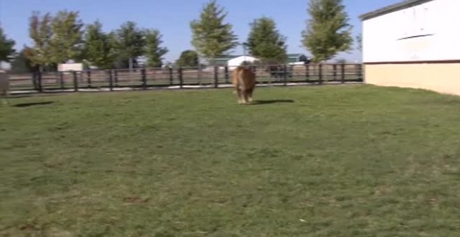 El buey más grande del mundo se llama Pocholo y vive en una finca de Segovia