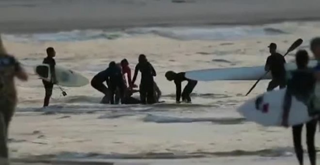 Muere un surfista en Australia por el ataque de un tiburón