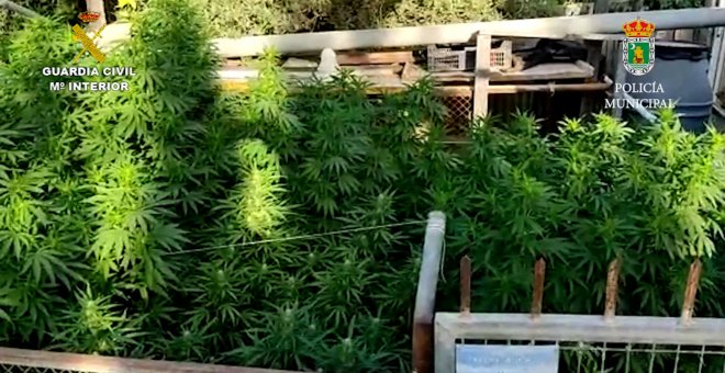 Guardia Civil y Policía Local de Ceutí desmantelan una plantación de marihuana