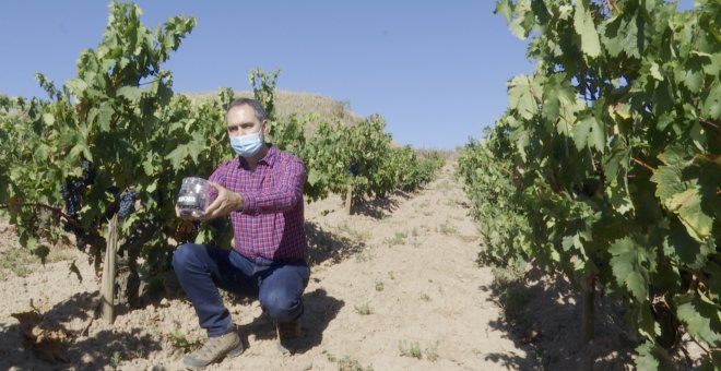 Consejo Regulador Rioja analiza los viñedos para la vendimia 2020