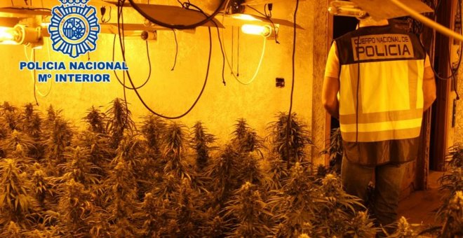 Policía desmantelan un centro de cultivo de marihuana a gran escala